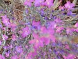 DSCN0683