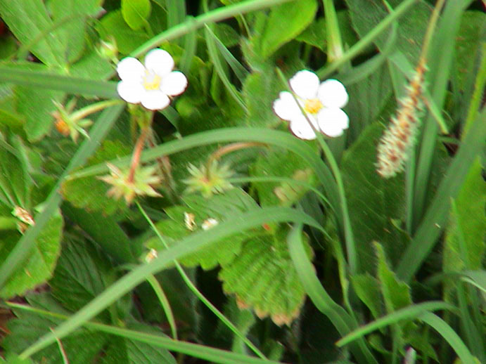 DSC00106